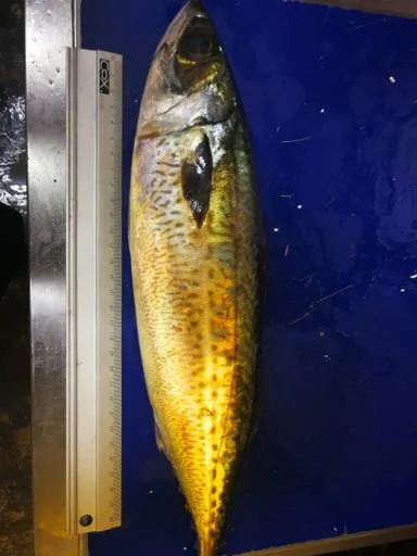 鯖魚(日本) 外包裝