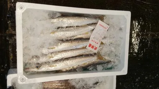 日本尖梭魚 外包裝