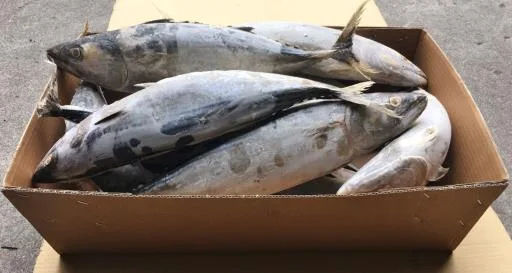 鰹魚(烟虎) 外包裝