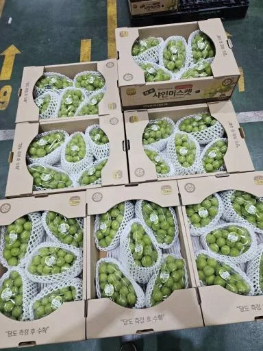 葡萄 外包裝