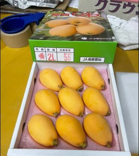 枇杷 外包裝