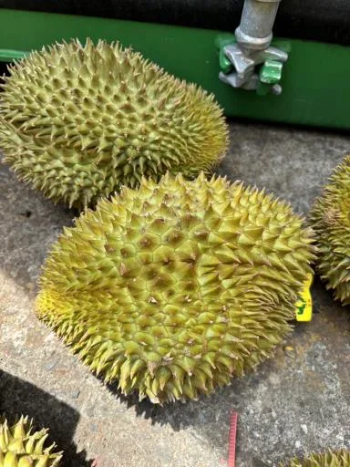 鮮榴槤 外包裝