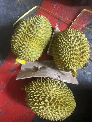鮮榴槤 外包裝