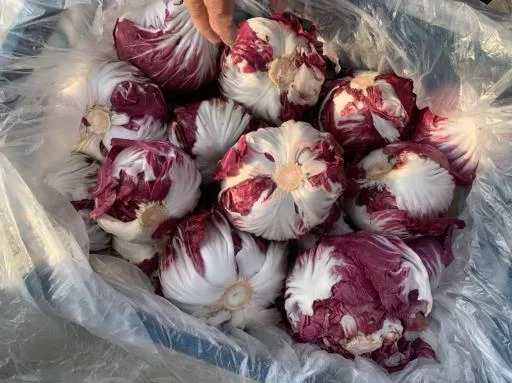 菊苣 外包裝
