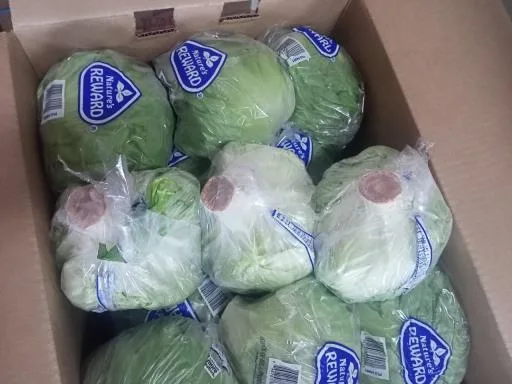 鮮結球萵苣 外包裝