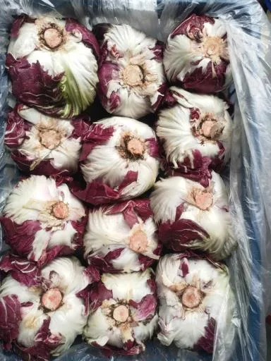 菊苣 外包裝