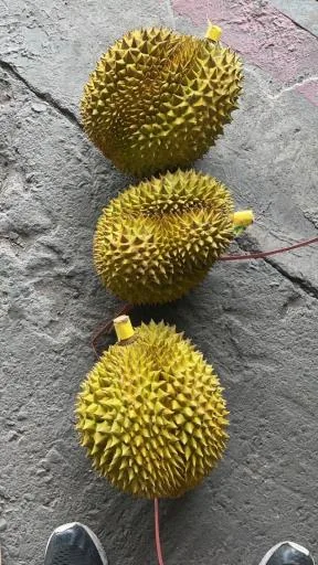鮮榴槤 外包裝