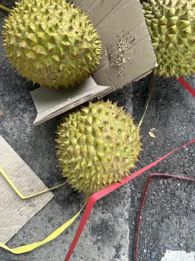 鮮榴槤 外包裝