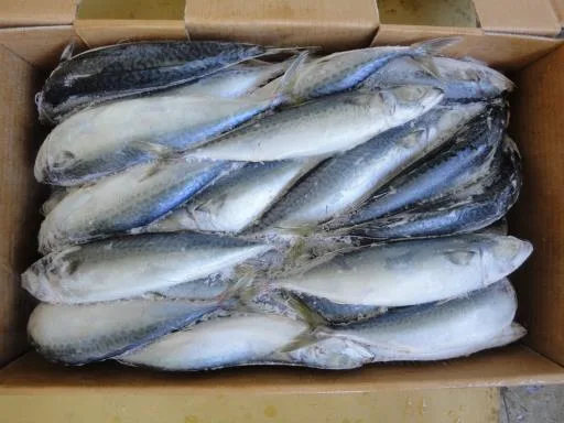 冷凍鯖魚 外包裝