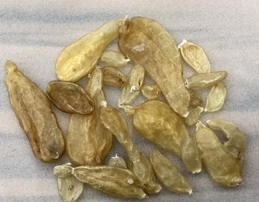 鯰魚乾魚鰾 外包裝