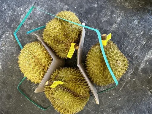 鮮榴槤 外包裝