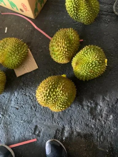 鮮榴槤 外包裝