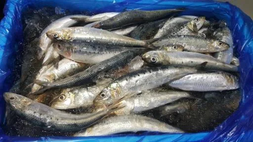日本沙丁魚 外包裝
