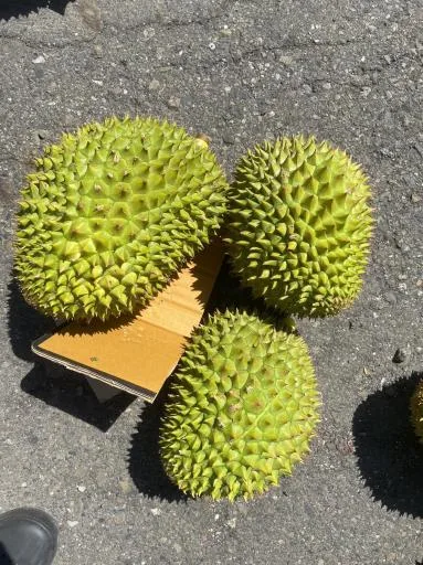 鮮榴槤 外包裝