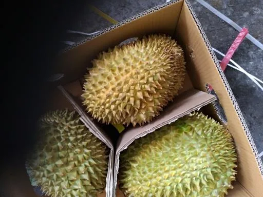 鮮榴槤 外包裝