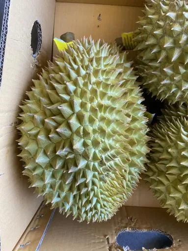 鮮榴槤 外包裝