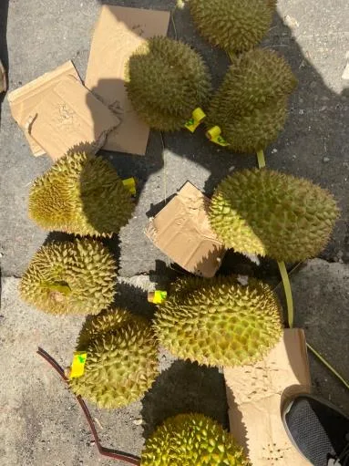 鮮榴槤 外包裝