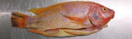 紅尼羅魚 外包裝