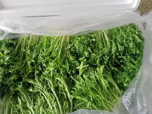 非結球萵苣(綠捲萵苣) 外包裝