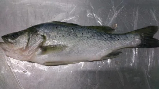 七星鱸魚 外包裝