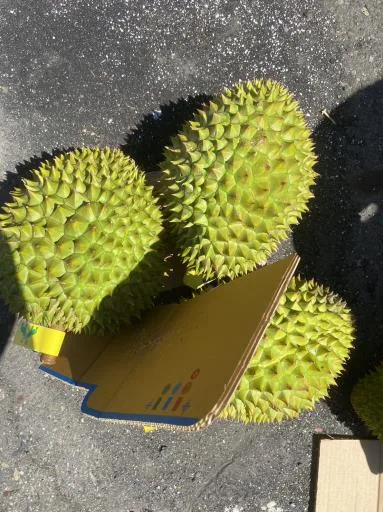 鮮榴槤 外包裝