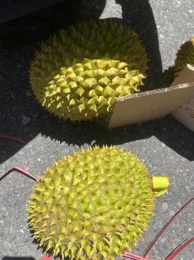 鮮榴槤 外包裝