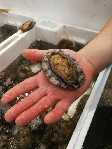 活鮑魚 外包裝
