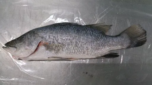 金目鱸魚 外包裝