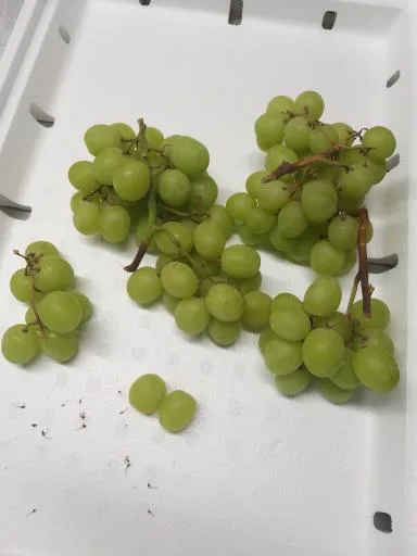 葡萄 外包裝
