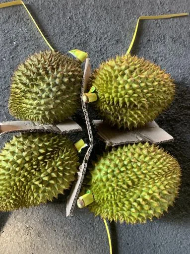 鮮榴槤 外包裝