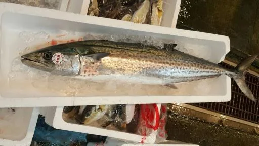 日本鰆魚(馬駮魚) 外包裝