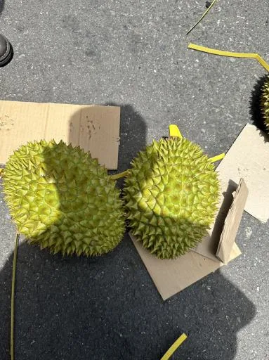 鮮榴槤 外包裝