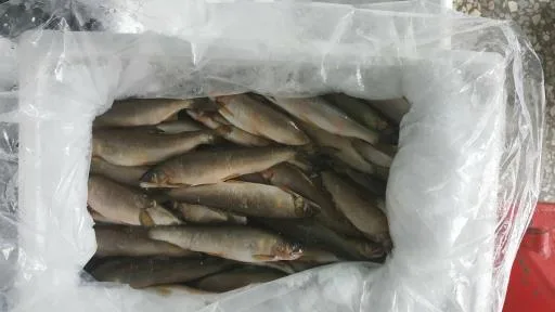 香魚 外包裝