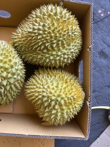 鮮榴槤 外包裝