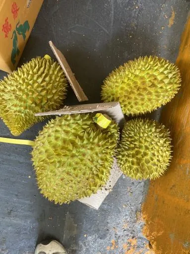 鮮榴槤 外包裝