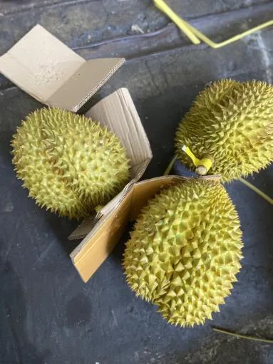 鮮榴槤 外包裝