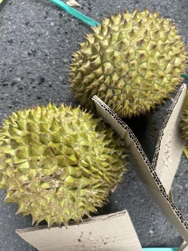 鮮榴槤 外包裝