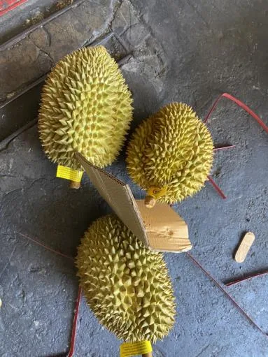 鮮榴槤 外包裝