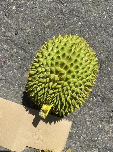 鮮榴槤 外包裝