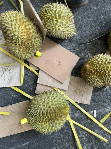鮮榴槤 外包裝
