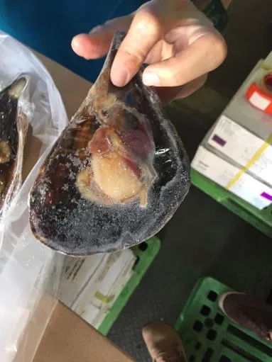 活凍黑金貝-半殼 外包裝