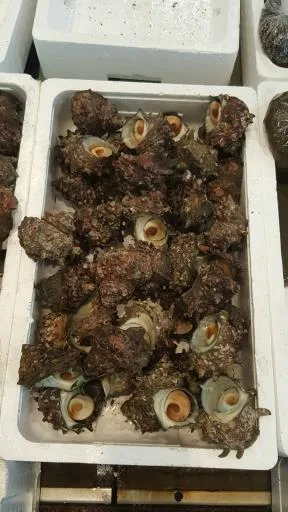 蠑螺 外包裝