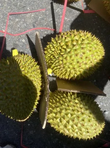 鮮榴槤 外包裝